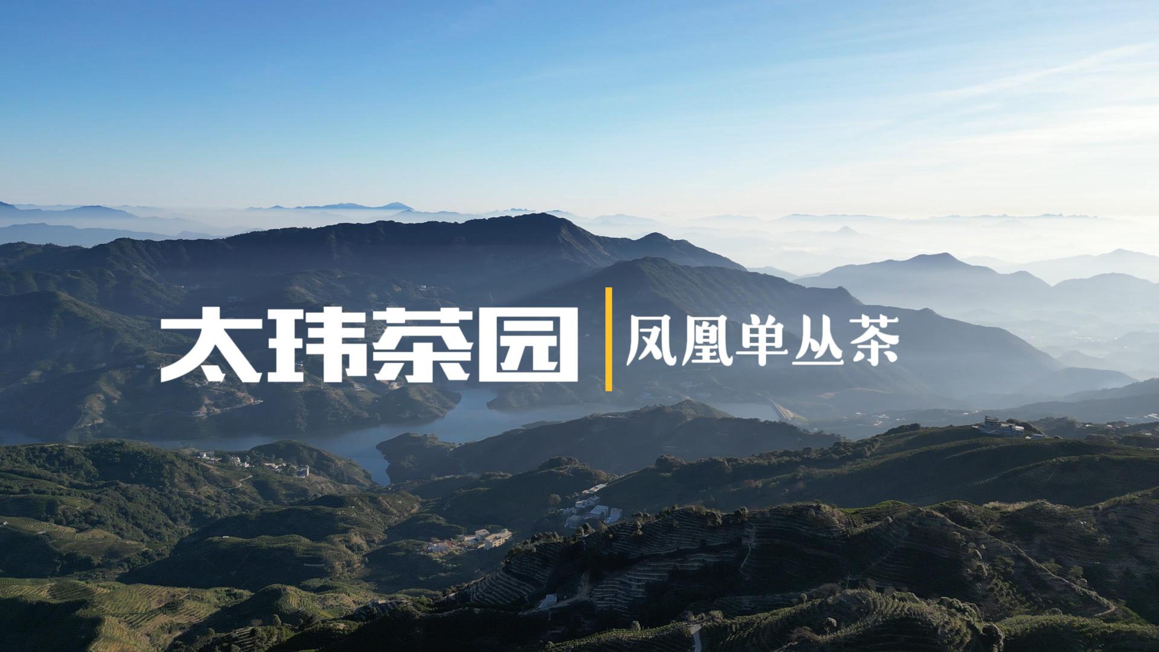 太瑋茶園|為您帶來鳳凰單叢的獨特韻味